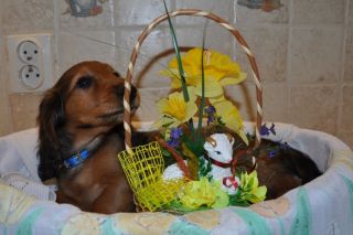 Jamnik d�ugow�osy